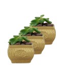 Mini Çiçek Saksı Küçük Sukulent Altın Kaktüs Saksısı 3lü Set Mini Çizgili Çiçekli Model